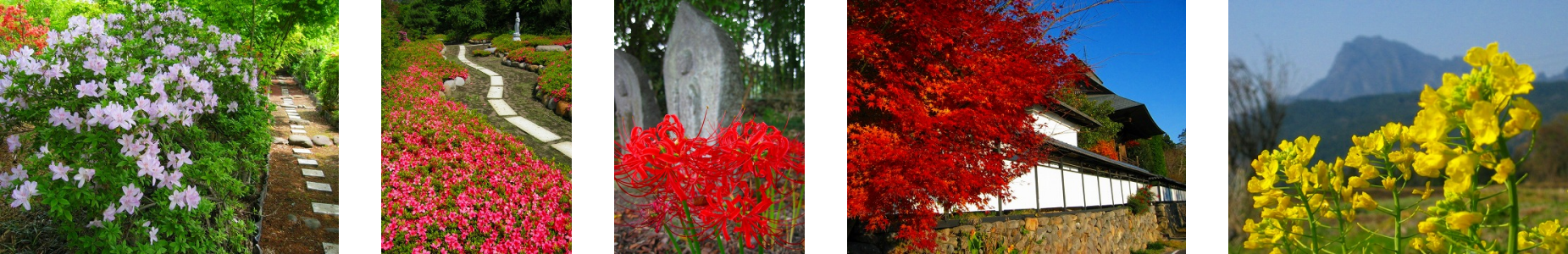 山野草の寺